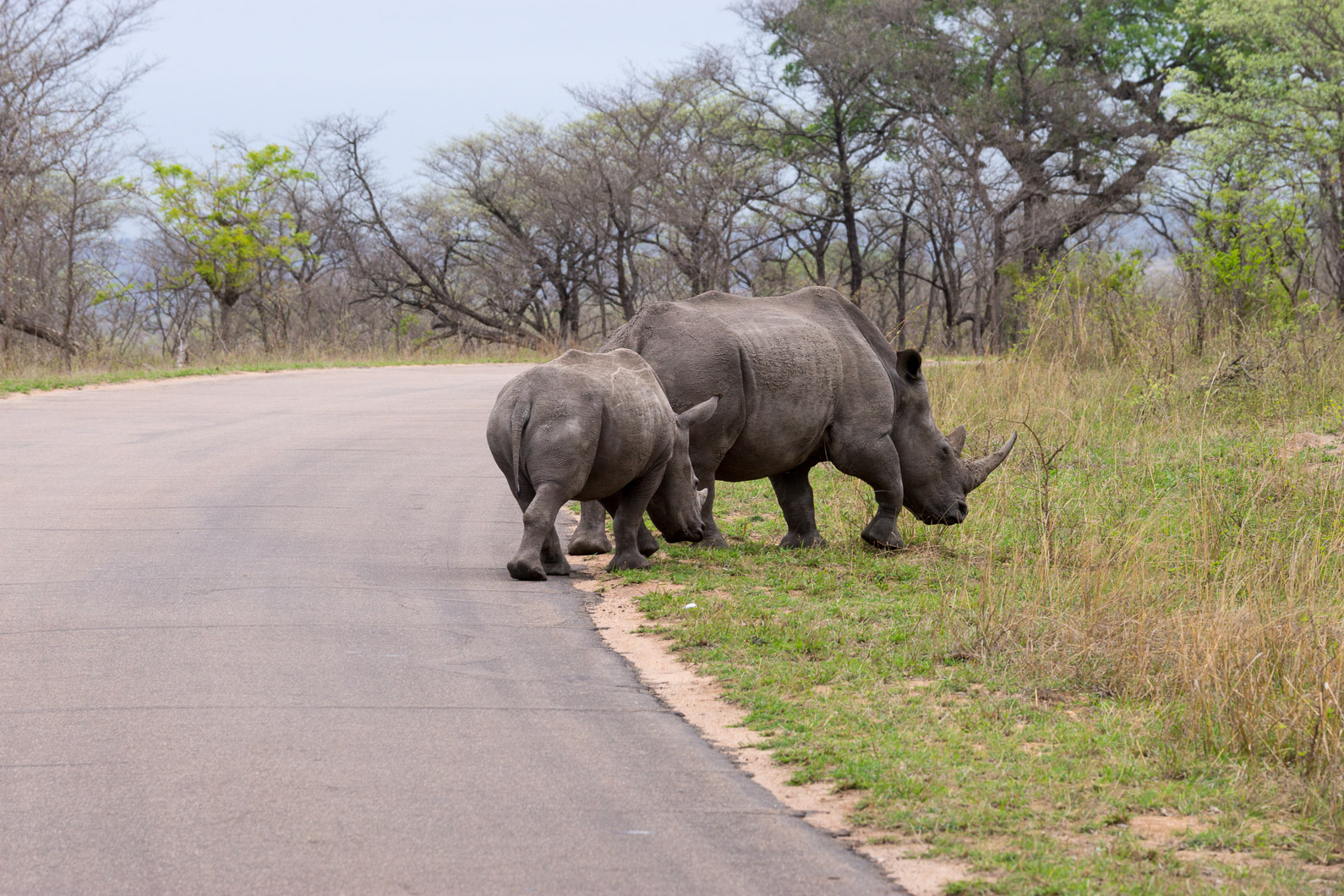 20161113 160910 Nashörner